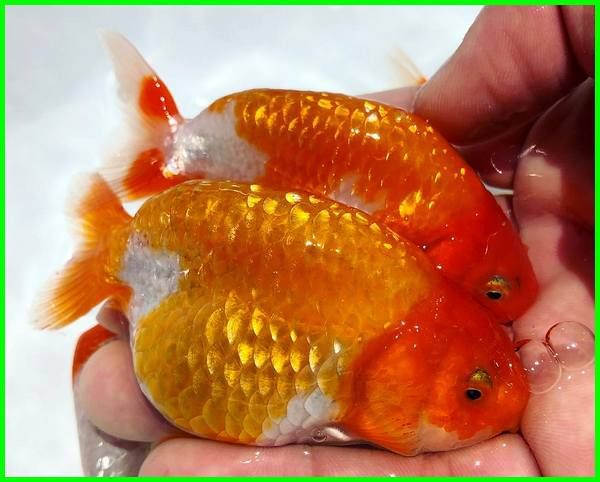 Budidaya Ikan Mas Koki Pdf - fasrflexi